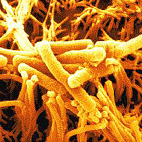 Pseudomonas